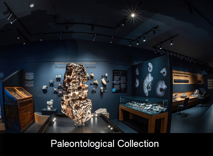 02palaentological-collection